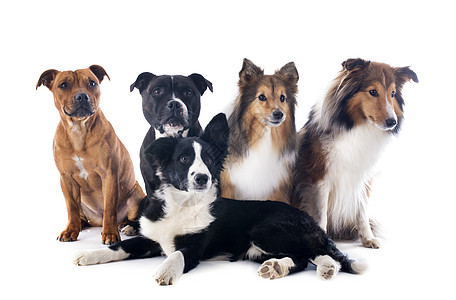 5条5狗狗工作室斗牛犬宠物动物团体牧羊犬棕色黑色小狗职员图片