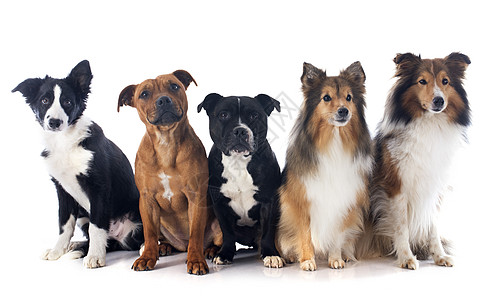 5条5狗狗团体工作室棕色庇护所动物职员宠物黑色小狗牧羊犬图片