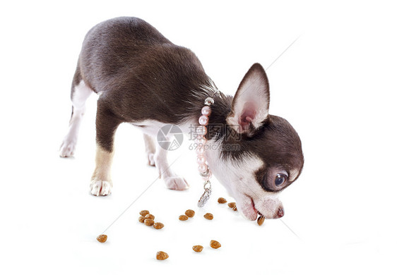 小小狗吉娃娃吃饭动物狗粮宠物棕色衣领伴侣干粮工作室犬类图片