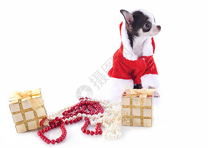 圣大合一吉华棕色工作室珍珠戏服宝石伴侣花环犬类珠宝宠物图片