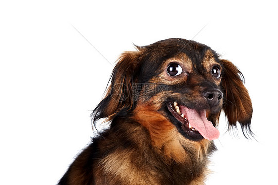 一条装饰棕色狗的肖像幸福好奇心乐趣犬类动物快乐毛皮朋友贵宾哺乳动物图片