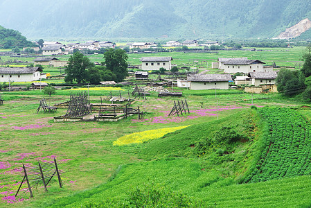 村景观高原草地场地叶子爬坡植物学农村高地风景油菜花图片