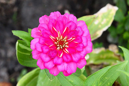 花园里的辛尼亚花朵公园园艺花瓣快乐植物学植物圆圈紫色植物群宏观图片