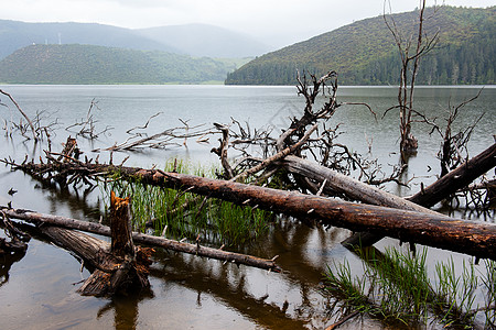 死树倒在湖中风景场景反射公园木头木材场地植物湖岸枯木图片
