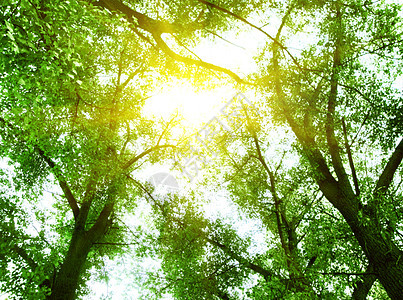 绿叶叶子太阳公园森林季节植物学植物射线阳光横梁图片