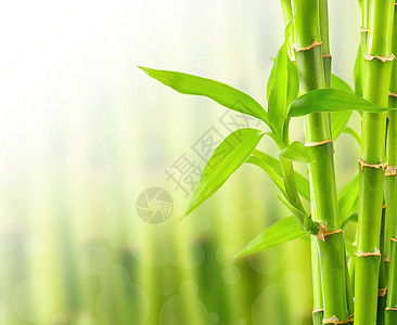 带复制空间的竹布背景温泉边界竹子植物花园叶子热带风水生长文化图片