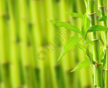 带复制空间的竹布背景边界叶子风水温泉丛林园艺文化竹子热带植物图片