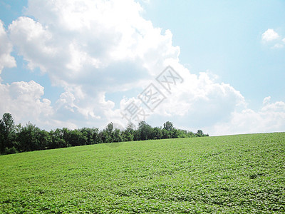 美丽的夏季风景土地场景天气自由阳光城市草本植物蓝色天空农场图片
