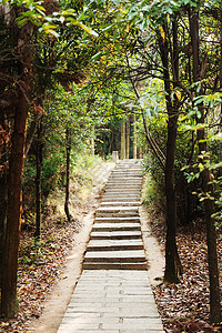 石形步骤小路人行道植物踪迹风景楼梯石头树木公园途径图片