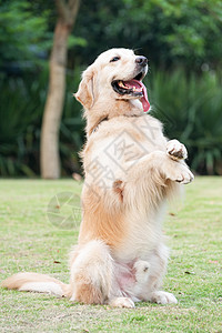 黄金寻金犬舌头草地犬类绿色小狗爪子宠物哺乳动物后肢图片