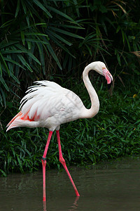粉红色火烈鸟按摩器生活海洋橙子野生动物粉色热带动物园异国鸟鸟动物图片