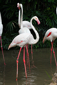 粉红色火烈鸟按摩器情调团体热带鸟鸟异国野生动物动物红色海洋动物园图片