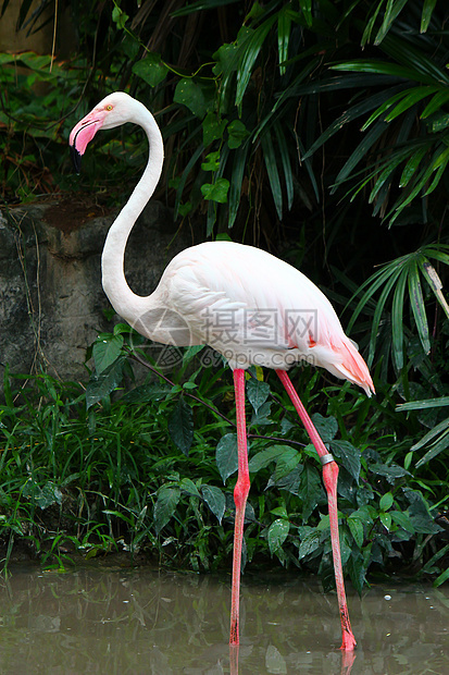 大火烈鸟生活情调火烈鸟橙子团体动物园红色热带粉色海洋图片