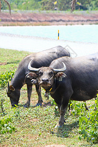 泰国水牛野生动物哺乳动物农民生物农场奶牛动物群肌肉鼻子文化图片