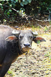 泰国水牛生物热带肌肉工作呼吸荒野奶牛农民文化农场图片