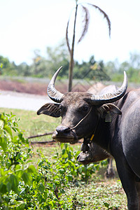 泰国水牛农民荒野呼吸动物文化鼻子农场喇叭热带工人图片
