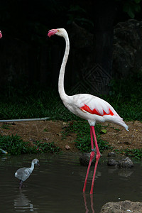 大火烈鸟情调鸟鸟动物团体粉色海洋异国红色生活热带图片
