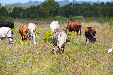 夏天牧场上的牛群草地农村经济母牛环境场地农场哺乳动物乳房草本植物家畜图片