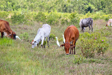 夏天牧场上的牛群家畜配种场地草原农田环境村庄动物草本植物牧草图片