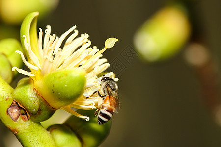 蜂蜜收集花蜜宏观植物花瓣照片团队蜜蜂花园雌蕊昆虫粮食图片