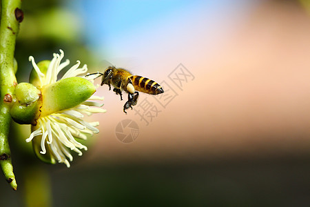 蜂蜜收集花蜜宏观粮食植物工人花粉花园雌蕊翅膀蜜蜂荒野图片