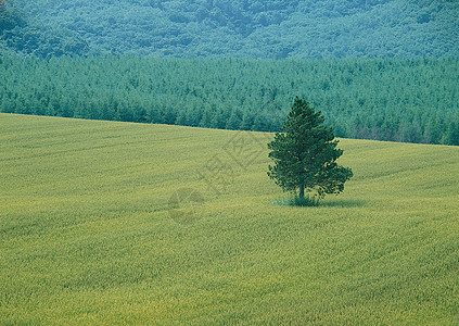 景观图像公园土地天气橙子植物射线地面场地小路森林图片