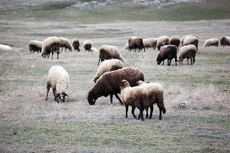 绵羊青少年母羊动物库存兴趣产妇哺乳动物农场暴民羊肉图片