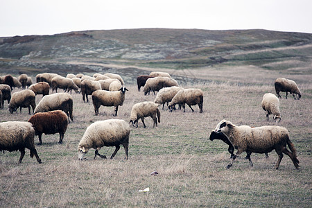 绵羊暴民母羊库存产妇青少年羊肉农村兴趣农场哺乳动物图片