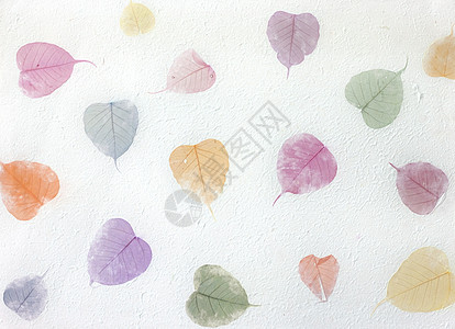 带树叶的白木莓纸背景图片