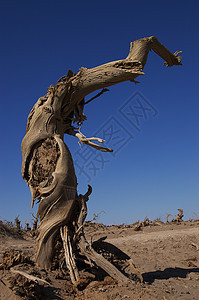 死树荒地孤独骨骼衰变蓝色沙漠旅行土地植物树木图片