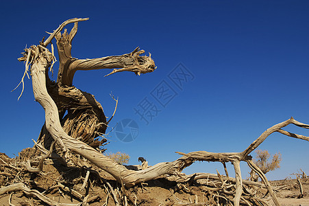 死树风景腐烂骨骼沙漠干旱遗迹旅行植物天空图片