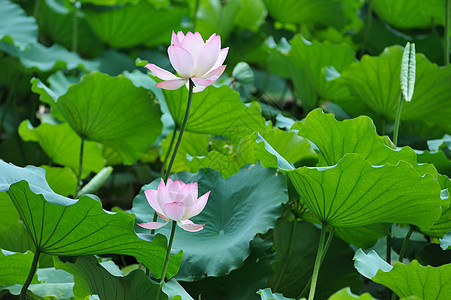 两朵莲花花朵繁荣粉色宏观植物树叶花瓣植物群静脉叶子图片