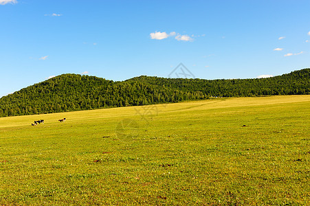 草 地牧场阳光太阳农业蓝色森林风景山坡天空绿色图片