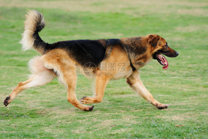 正在运行的狗狗宠物犬类跑步黑色恶意韧性伴侣尾巴小狗绿色图片