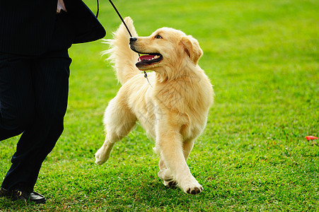 师傅玩他的狗草地犬类男性速度身体食肉赛车宠物手表竞赛图片