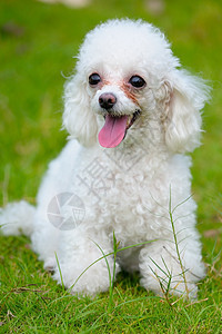 玩具狗狗舌头宠物血统白色小狗犬类食肉贵宾冒充伴侣图片