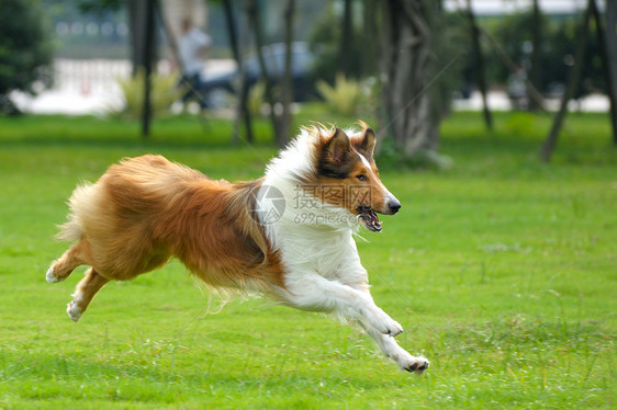 正在运行的狗狗头发犬类小狗伴侣哺乳动物牧羊犬朋友跑步宠物牧羊人图片