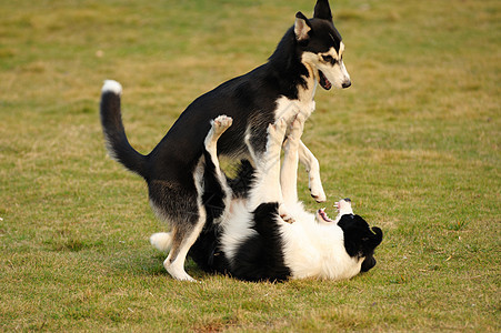 玩狗狗哺乳动物头发小狗牧羊犬边界跑步犬类韧性朋友伴侣图片