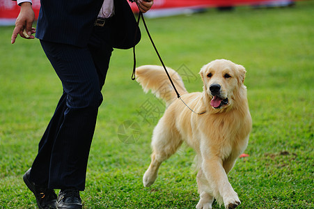 师傅玩他的狗绿色草地动物冒充猎犬速度男性赛车火车犬类图片