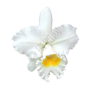 白咖啡兰花与白种背景隔绝植物群叶子白色绿色美丽热带植物环境花瓣黄色图片