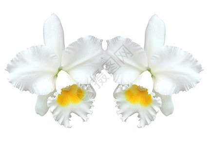 白咖啡兰花与白种背景隔绝异国生态绿色美丽植物植物群白色兰花情调热带图片