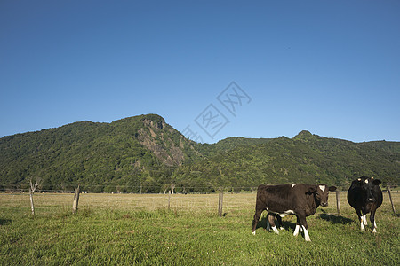 奶牛风景地平线场地土地阳光生物体绿色田园蓝色植物图片