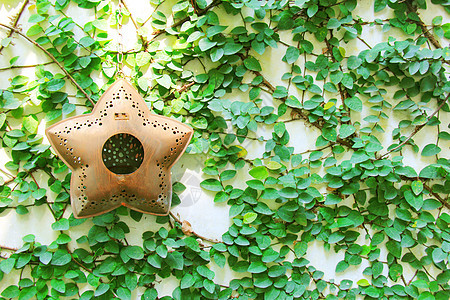 旧星悬吊在常春藤墙上植物群装饰爬行者繁荣绿色植物装饰品生长植物学金属传播图片