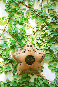 旧星悬吊在常春藤墙上星星金属生长小枝叶子绿色植物风格植物学装饰传播图片