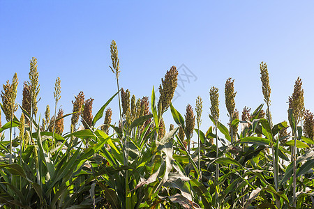 Milet 外地栽培季节蓝色耳朵高粱面粉饥饿收获生长植物图片