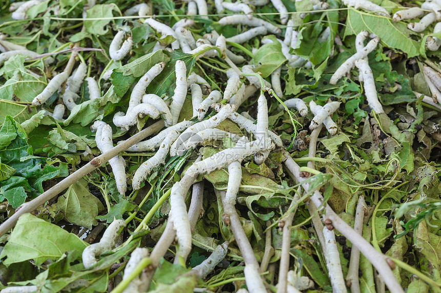 丝虫生产食物植物织物纤维绿色养蚕业材料动物昆虫图片