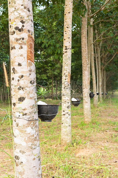 将橡胶树种植园的乳胶脱脂橡皮植物农场木材杯子液体叶子松紧带树干森林图片
