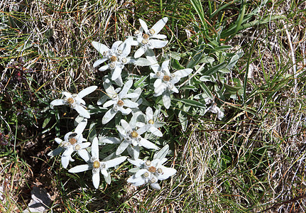 雪绒花火绒草荒野公园植物群花瓣国家草地宏观绿色白色图片