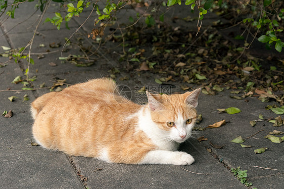 未家居猫哺乳动物城市荒野猫咪橙子毛皮地面流浪动物小猫图片