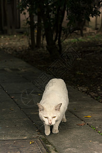 未家居猫小猫荒野流浪城市毛皮哺乳动物猫科街道白色眼睛图片